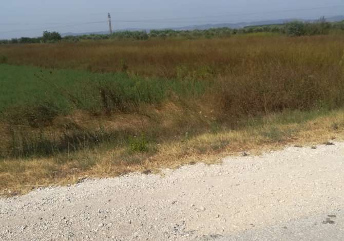Shitet truall  Shitet truall toke në autostradën pranë qytetit të Lushnjes çmimi i arsyesh